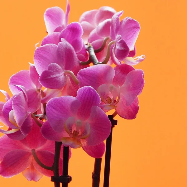 德州扑克app捕鱼游戏